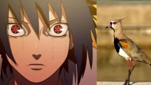 sharingan e quero-quero