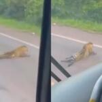 onça atropelada se arrastou