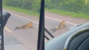 onça atropelada se arrastou