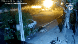 VÍDEO: Onça ronda casa após matar cadela que a colocou para correr há 1 ano em MS