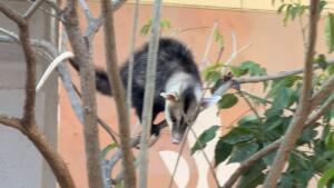 Gambá no Centro de Campo Grande