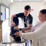 Mais de 11 mil cães e gatos foram microchipados em 2025 em Campo Grande