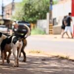 cachorro animais animal