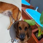 rifa piscina cadela gravida