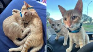 Com nomes de dupla sertaneja, gatinhos somem e mobilizam buscas no Monte Castelo