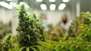 Briga de família revela plantação de maconha em casa no bairro Amambaí em Campo Grande