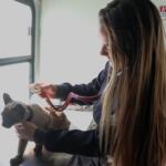 Consultório móvel oferece atendimento veterinário gratuito ao bairro Caiçara a partir de segunda