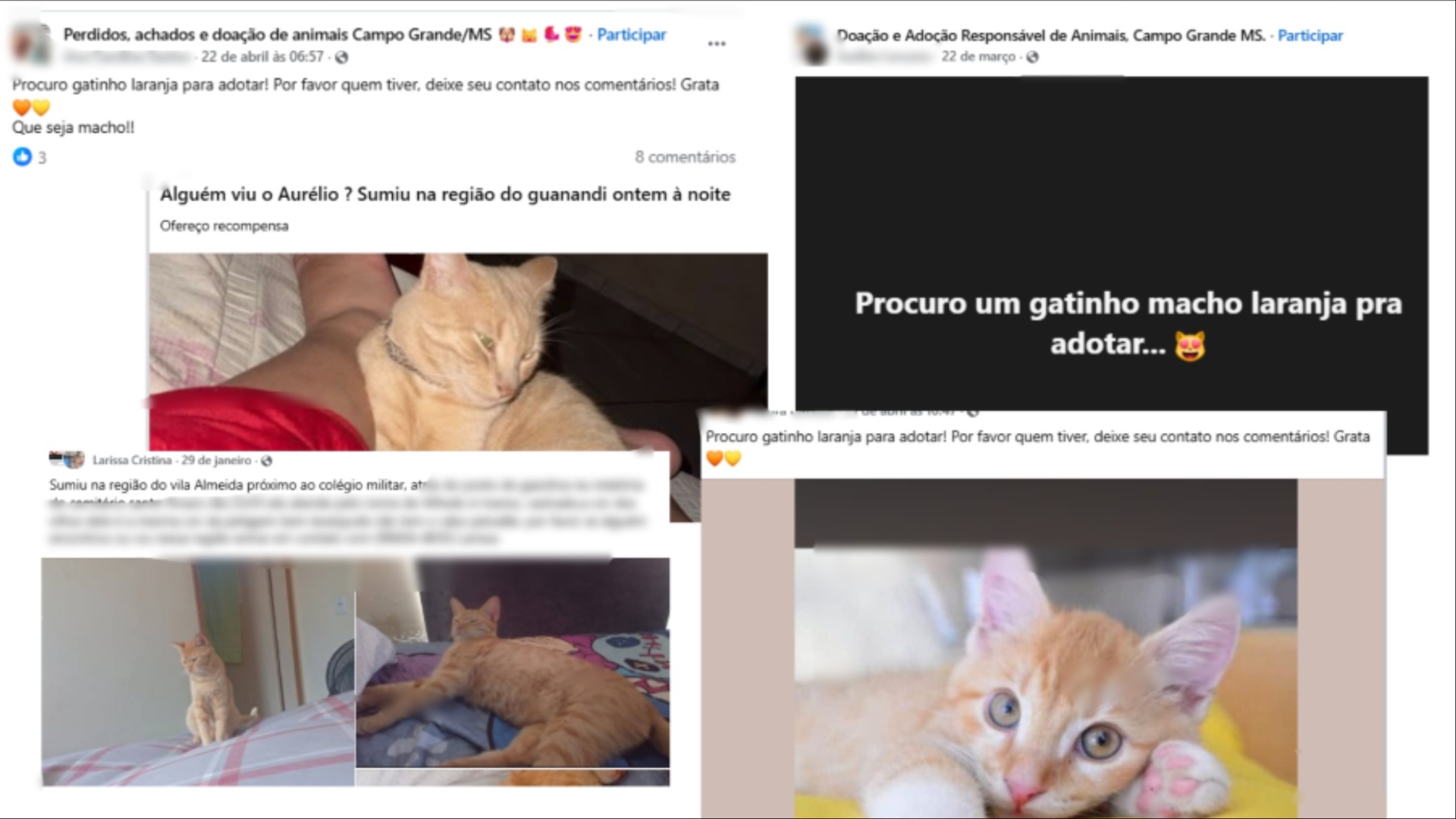 gatos