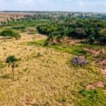 Autoridades investigam desmatamento de 7,4 mil hectares de Mata Atlântica em Anaurilândia