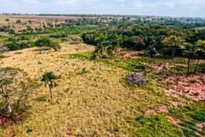 Autoridades investigam desmatamento de 7,4 mil hectares de Mata Atlântica em Anaurilândia