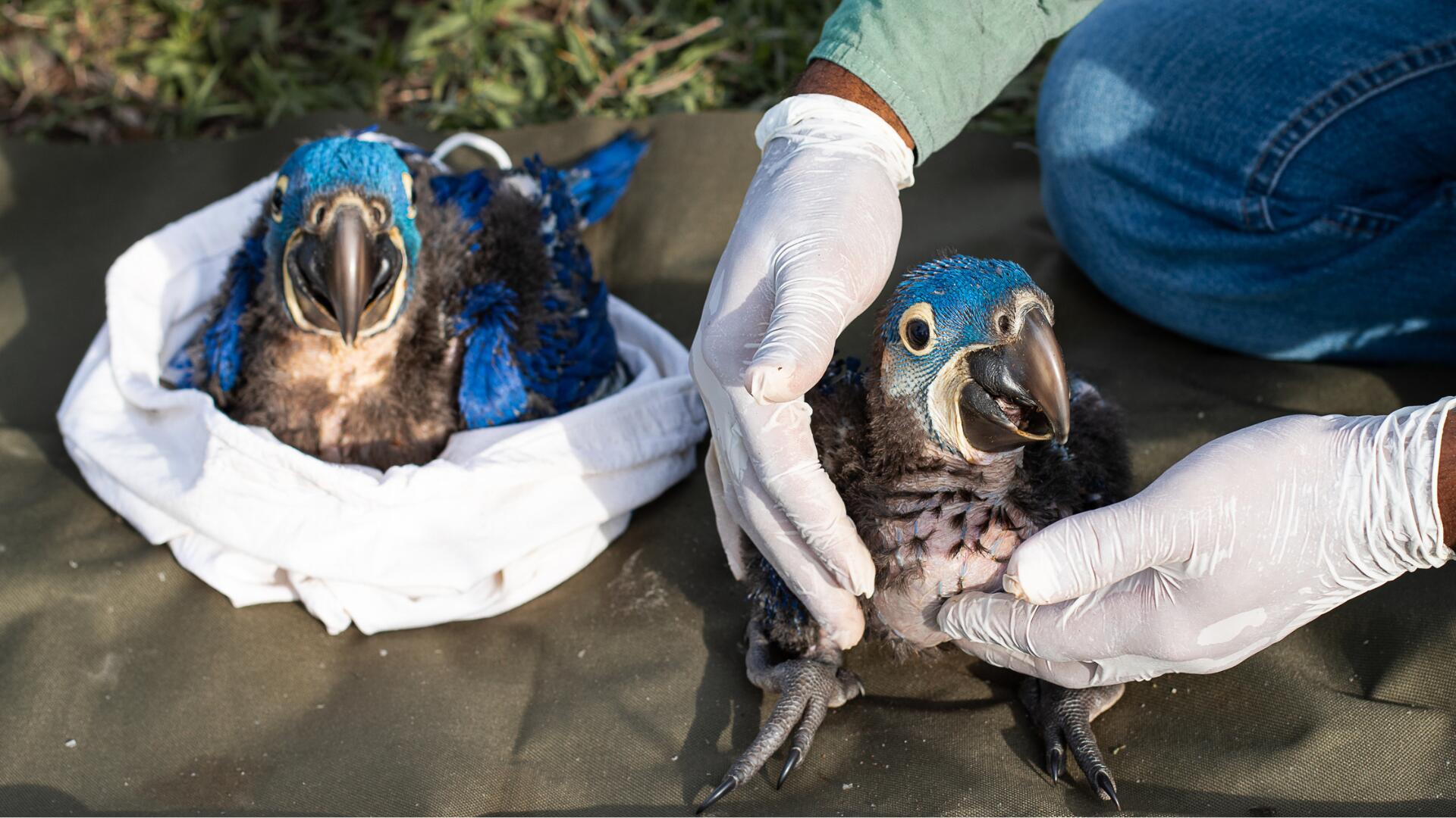 Símbolo de Mato Grosso do Sul, arara-azul volta à lista de espécies ameaçadas de extinção