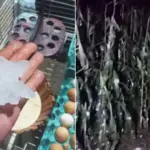 Governo de MS reconhece emergência em Deodápolis após temporal com granizo