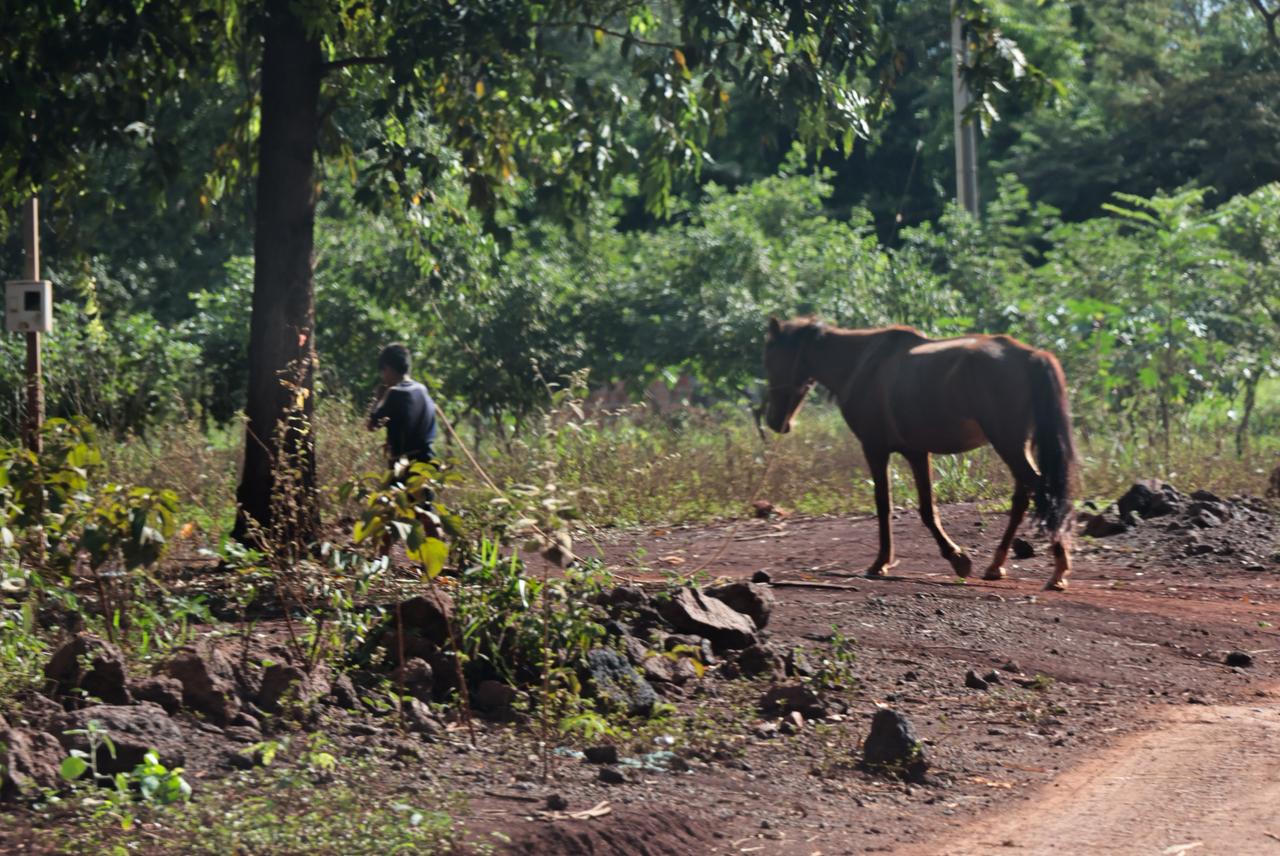 Com tradições ameaçadas, indígenas temem o fim das aldeias em Reserva Com tradições ameaçadas, indígenas temem o fim das aldeias em Reserva