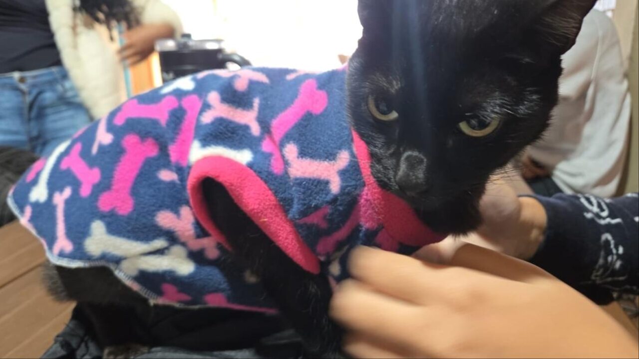 Gatinha de roupinha vira xodó na UFMS Gatinha de roupinha vira xodó na UFMS