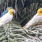 arara mutante