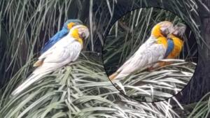 arara mutante