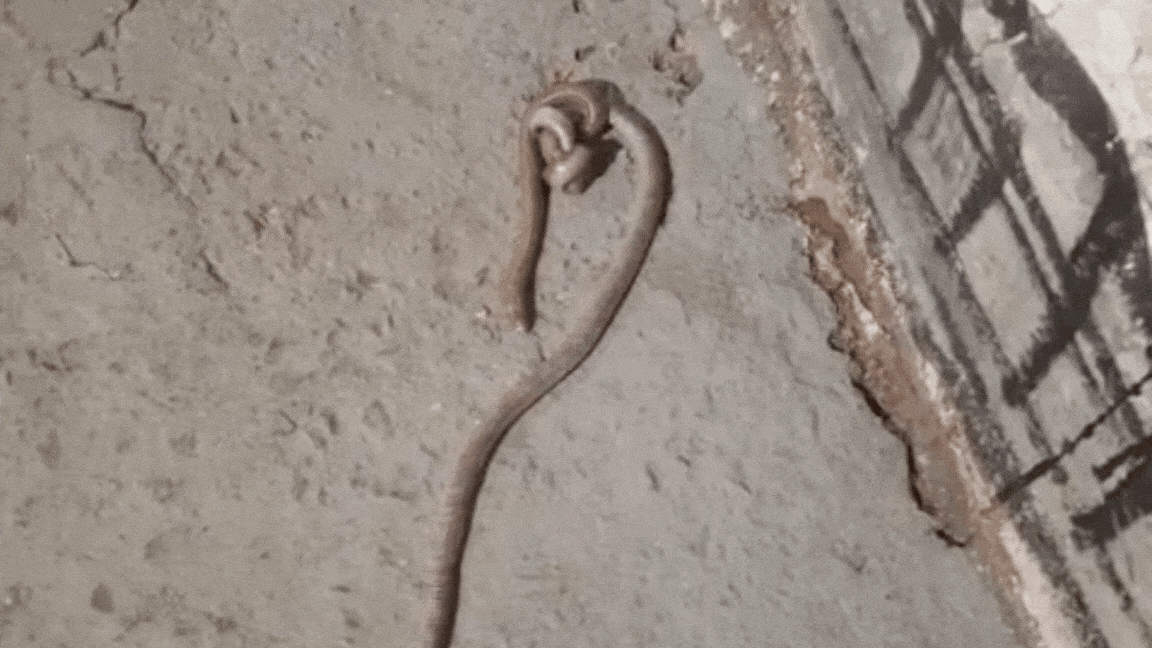 Animais tretaram na calçada. (Imagens: Fala Povo, Midiamax)