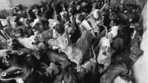 Guarda Animal anuncia fim das atividades e busca lar para 120 animais