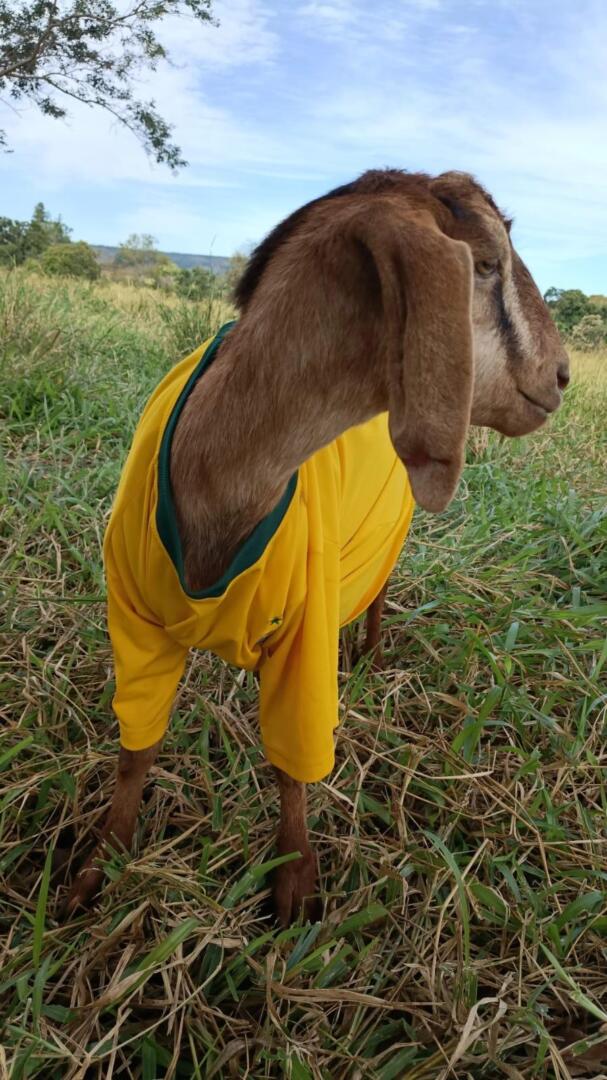 camisa brasil