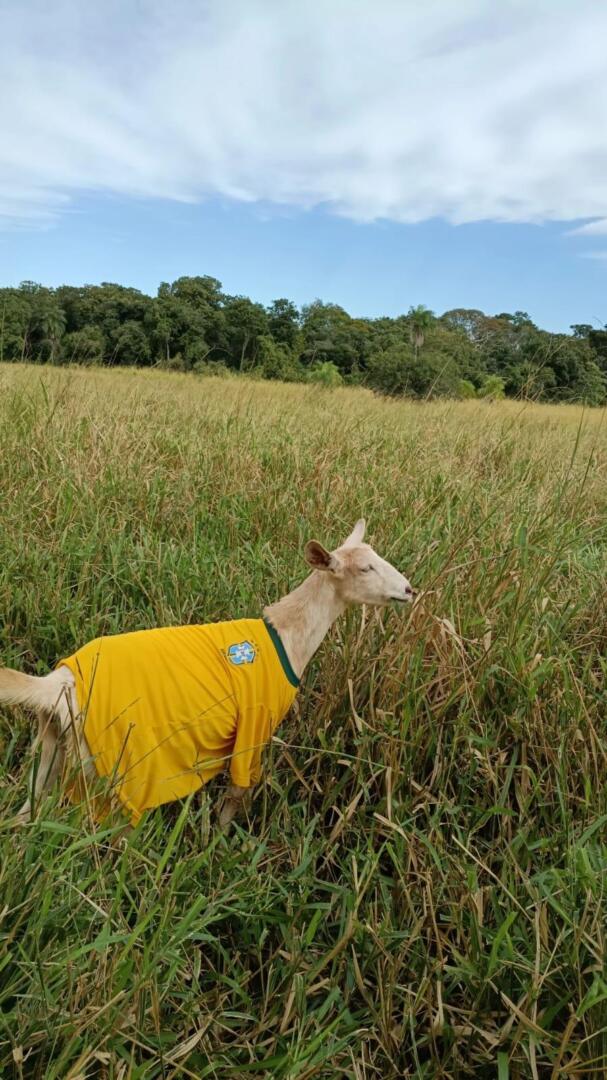 camisa brasil
