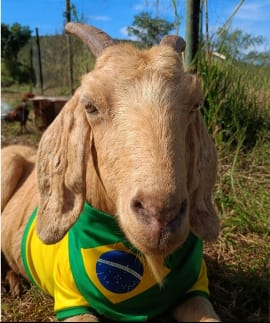 camisa brasil