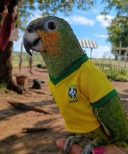 camisa brasil