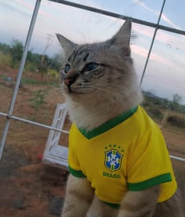 camisa brasil