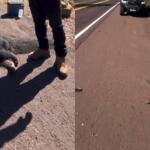 onça tamandua mortos