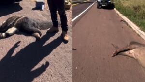onça tamandua mortos