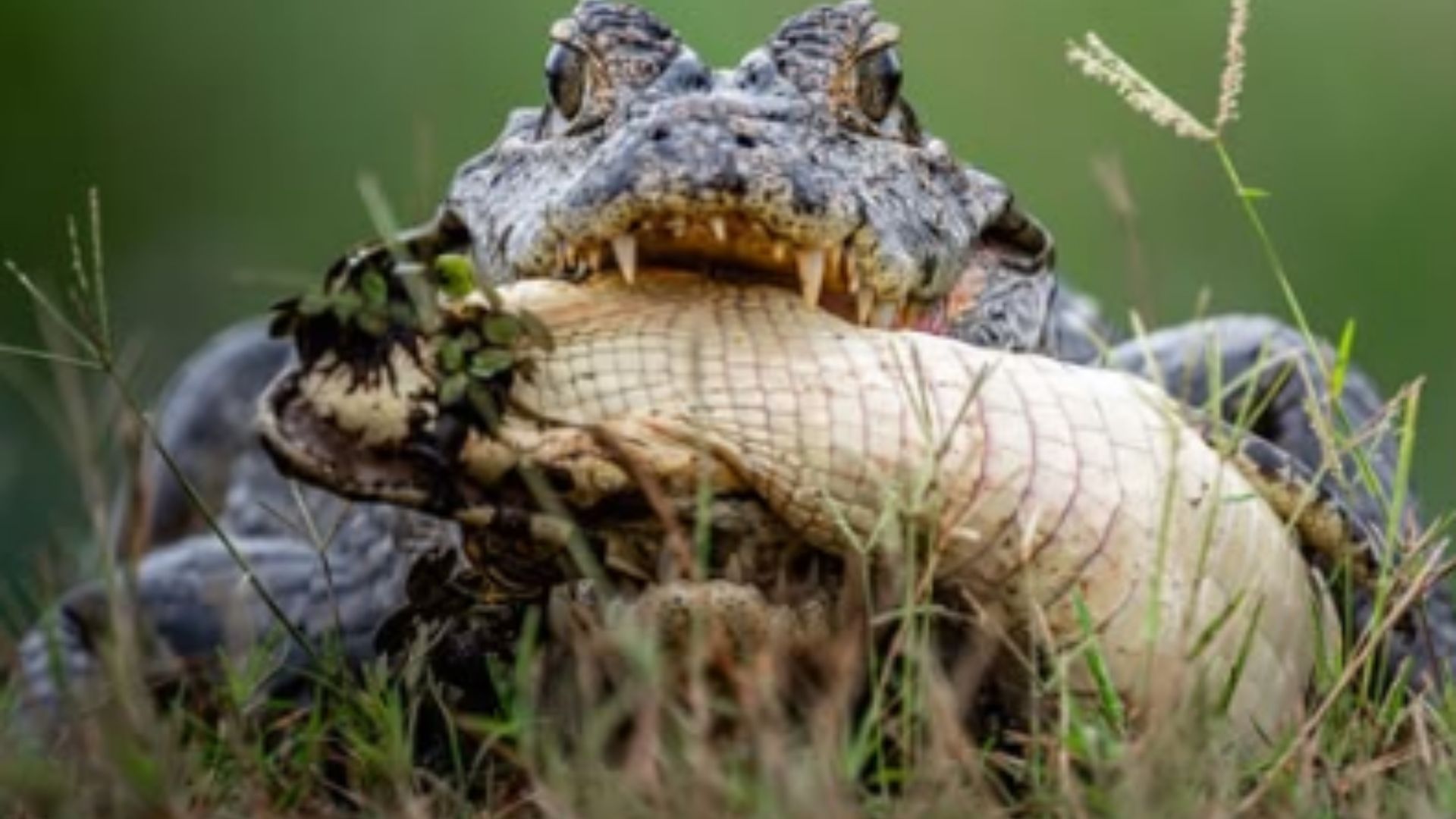 Jacaré comendo outro da mesma espécie