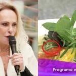 Ana Maria Braga revela maior gafe que já cometeu na TV