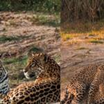 Onças-pintadas no Pantanal de Mato Grosso do Sul