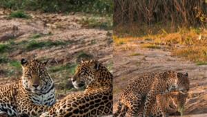 Onças-pintadas no Pantanal de Mato Grosso do Sul