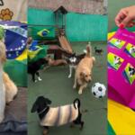 pets