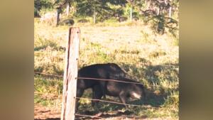 queixadas acasalar pantanal 233