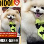 Cachorro que usa remédio controlado desaparece no bairro Jardim América e família faz apelo