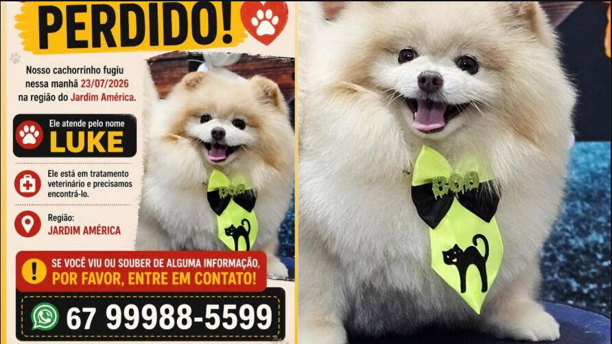 Cachorro que usa remédio controlado desaparece no Jardim América e família faz apelo