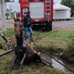 Cavalo preso em vala alagada de Corumbá é resgatado pelos bombeiros