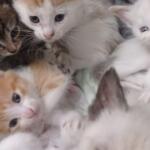 feira de adoção da Amicats busca famílias para 16 gatos resgatados