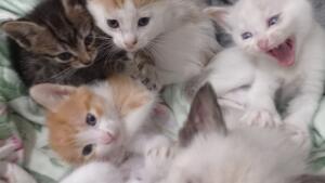 feira de adoção da Amicats busca famílias para 16 gatos resgatados