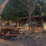 Após galho atingir empresa de transporte, árvore é removida no centro de Campo Grande