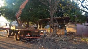 Após galho atingir empresa de transporte, árvore é removida no centro de Campo Grande