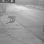 VÍDEO: Capivara é flagrada em ‘rolê’ na calçada do Caiobá em Campo Grande
