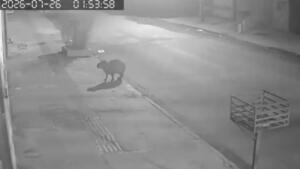 VÍDEO: Capivara é flagrada em ‘rolê’ na calçada do Caiobá em Campo Grande