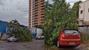 VÍDEO: Árvore cai sobre carros no Monte Castelo em Campo Grande