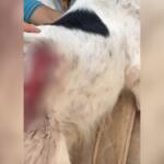 Cachorro leva dois tiros após suspeito invadir casa em Ribas do Rio Pardo