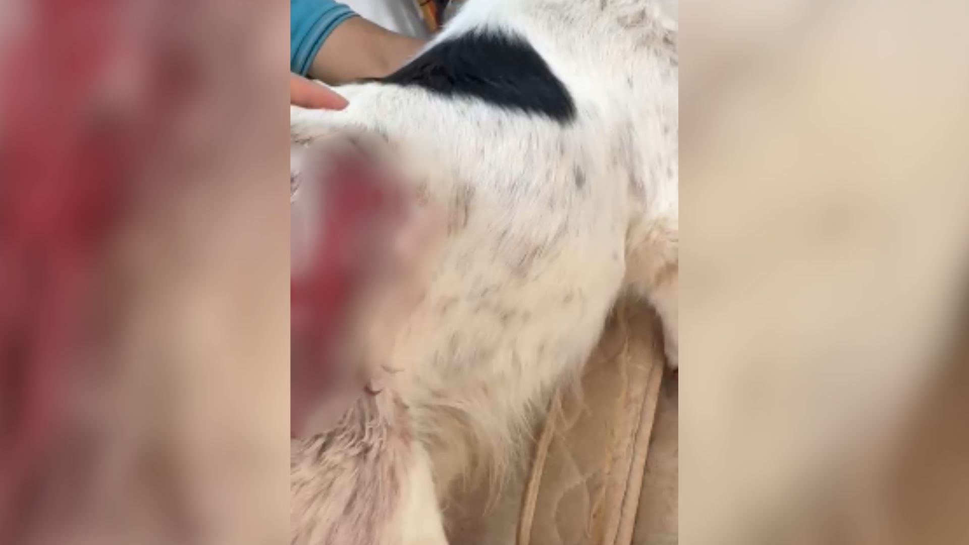 Cachorro leva dois tiros após suspeito invadir casa em Ribas do Rio Pardo