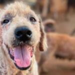 ONG para animais de Campo Grande gastava dinheiro de doações em bares e iFood