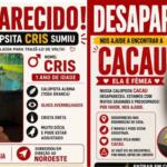 Recompensa de R$ 2 mil: tutora procura duas calopsitas desaparecidas e faz apelo por devolução