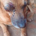 Após série de ataques, pit bull deixa cachorro com risco de perder um olho em Campo Grande